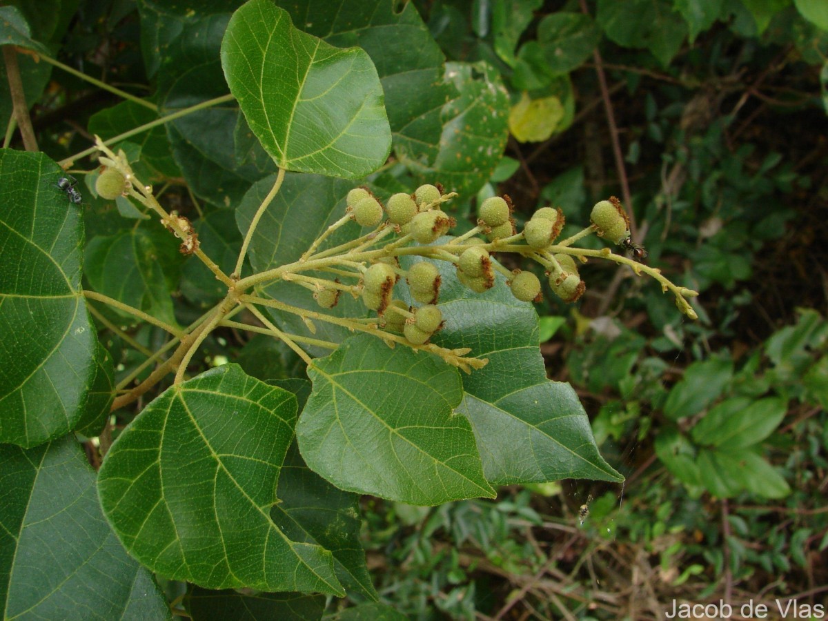 Mallotus repandus (Rottler) Müll.Arg.